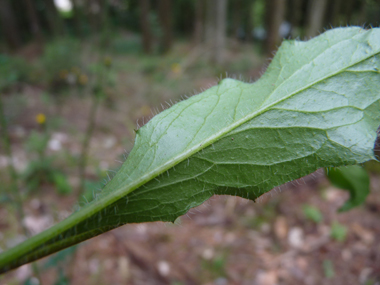 Verso des feuilles. Agrandir dans une nouvelle fenêtre (ou onglet)